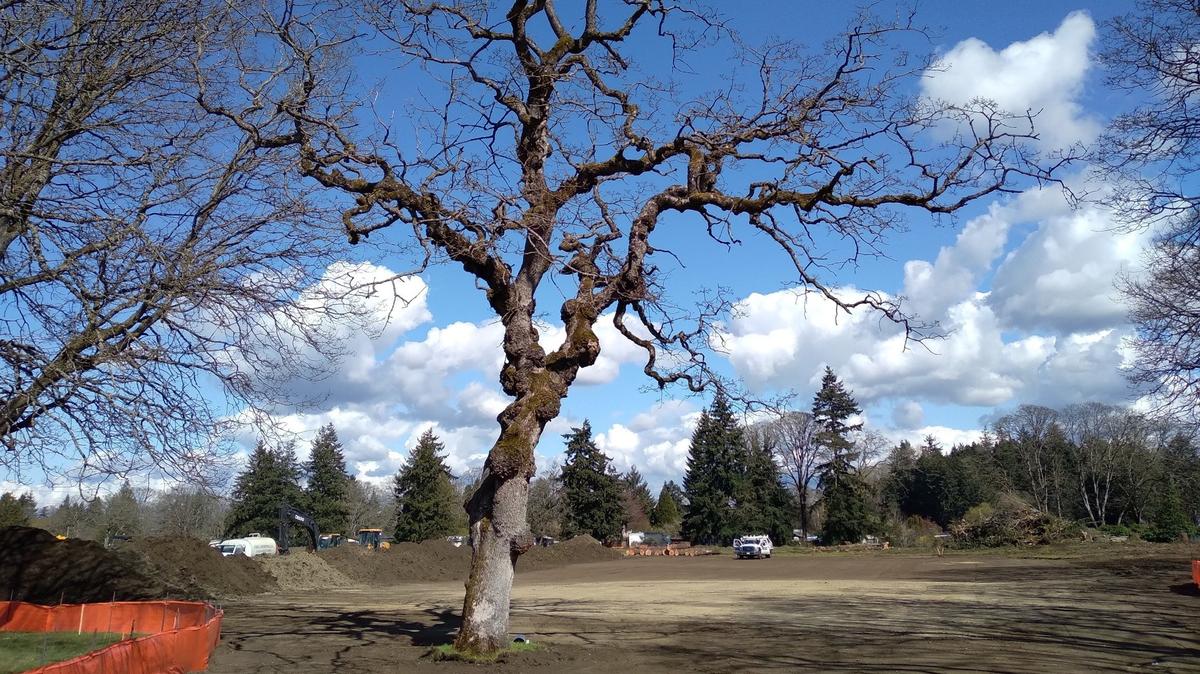 The largest Garry oak tree at 3230 85th St. S. in Lakewood, where a warehouse will be built, remained standing Thursday, March 31. The native oak tree is estimated to be 400 years old. It will be cut down for parking space.