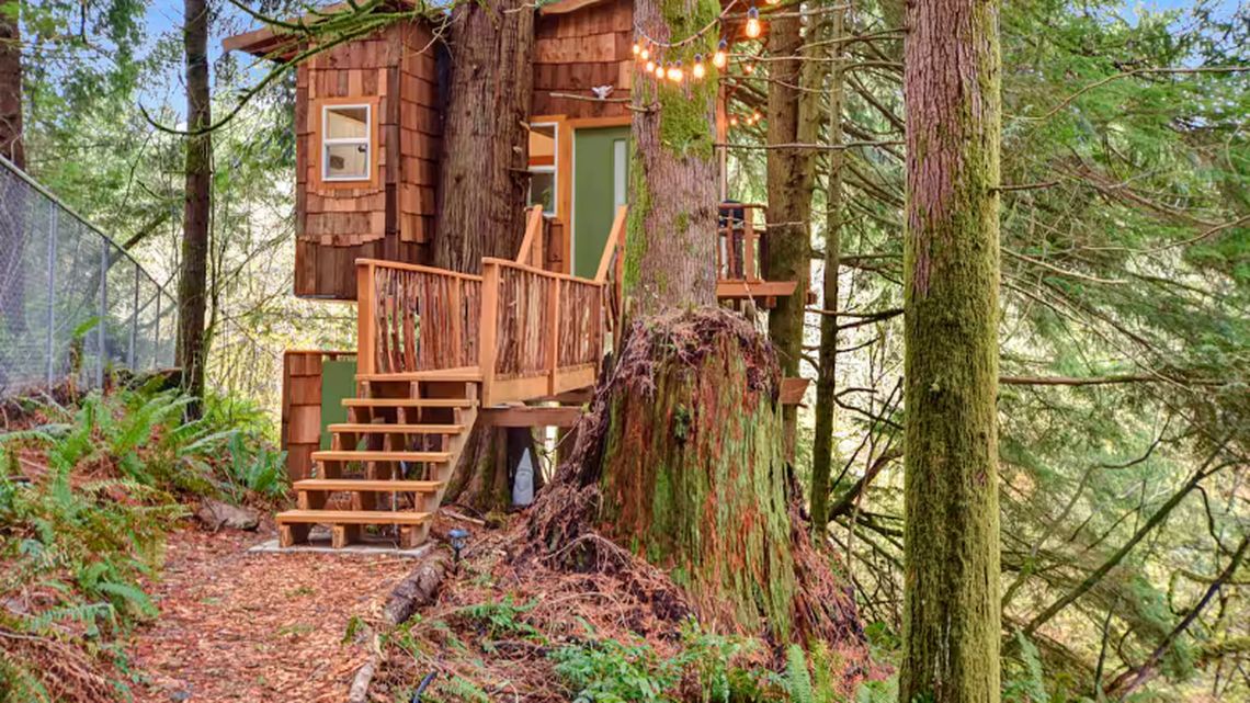 What is the most popular Airbnb in WA? This treehouse is on the most wish lists