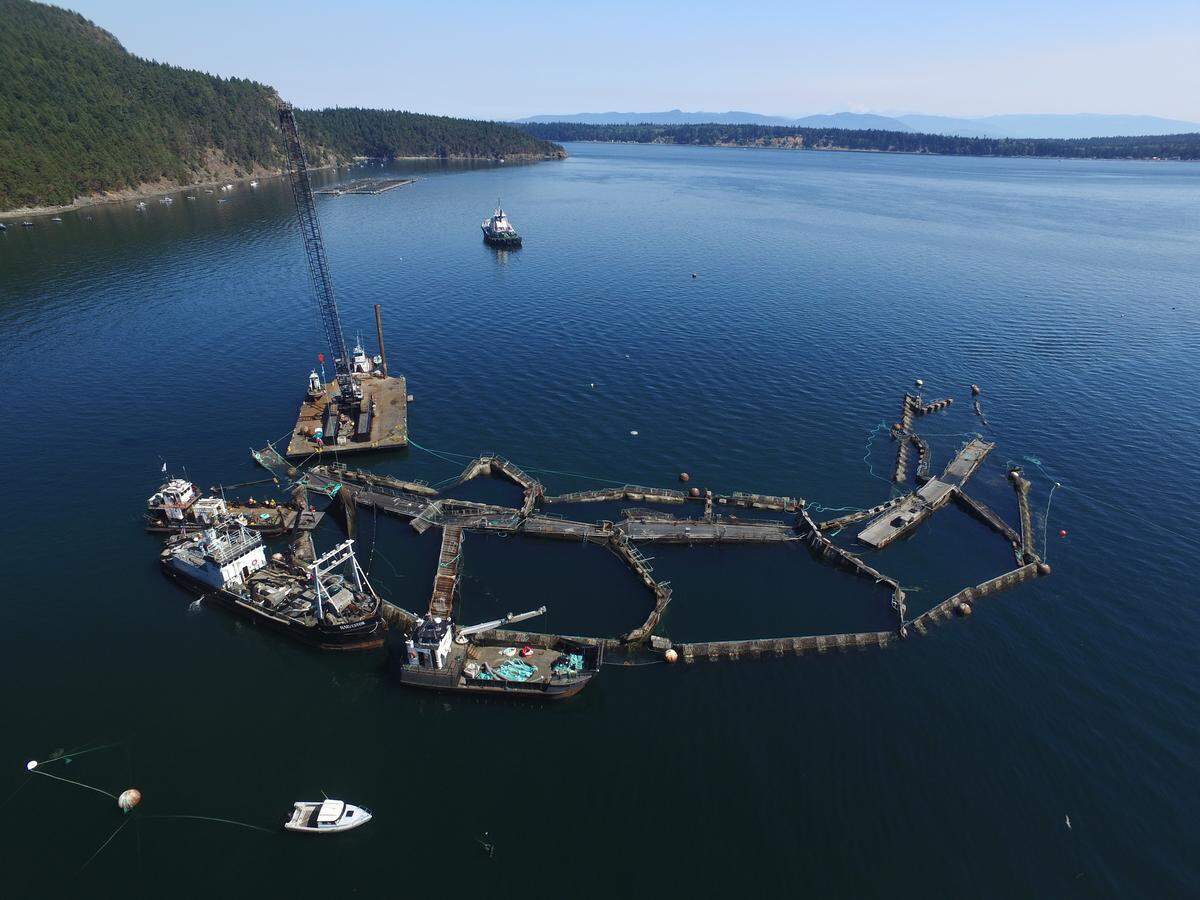 In this Aug. 28, 2017 photo provided by the Washington State Department of Natural Resources, a crane and boats are anchored next to a collapsed “net pen” used by Cooke Aquaculture Pacific to farm Atlantic Salmon near Cypress Island in Washington state after a failure of the nets allowed tens of thousands of the nonnative fish to escape.
