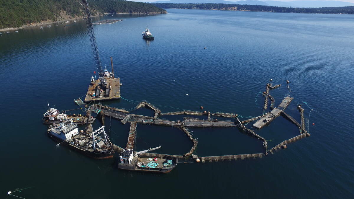 In this Aug. 28, 2017 photo provided by the Washington State Department of Natural Resources, a crane and boats are anchored next to a collapsed “net pen” used by Cooke Aquaculture Pacific to farm Atlantic Salmon near Cypress Island in Washington state after a failure of the nets allowed tens of thousands of the nonnative fish to escape.