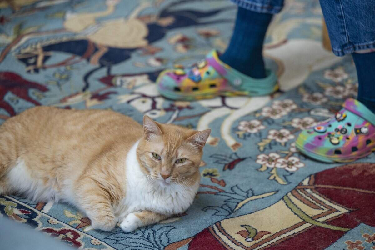 Amanda Knox's cat Mr. Fats sits at her Crocs laden feet while Knox speaks with The News Tribune on Tuesday, July 7, 2026, in Vashon, Wash.