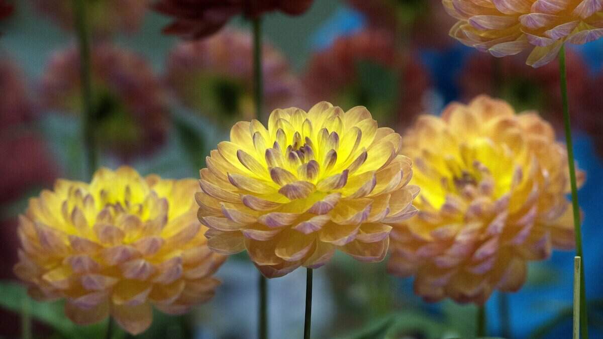 Late November is the time to divide, dig or mulch dahlias.