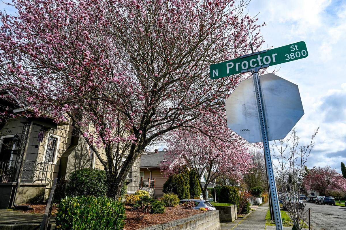 Plum trees, not cherry blossom trees, looking pretty in the Proctor District earlier this month.