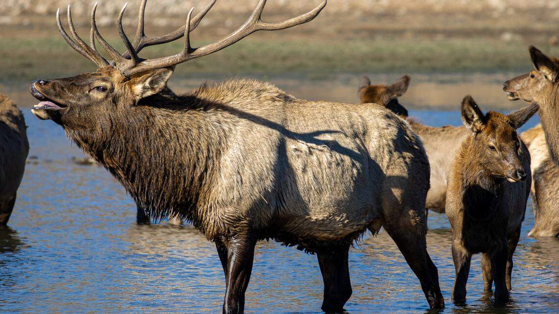 Four elk (not the ones pictured) died after a man fired into a herd from a roadside in January near Nehalem, Oregon, wildlife officials said.