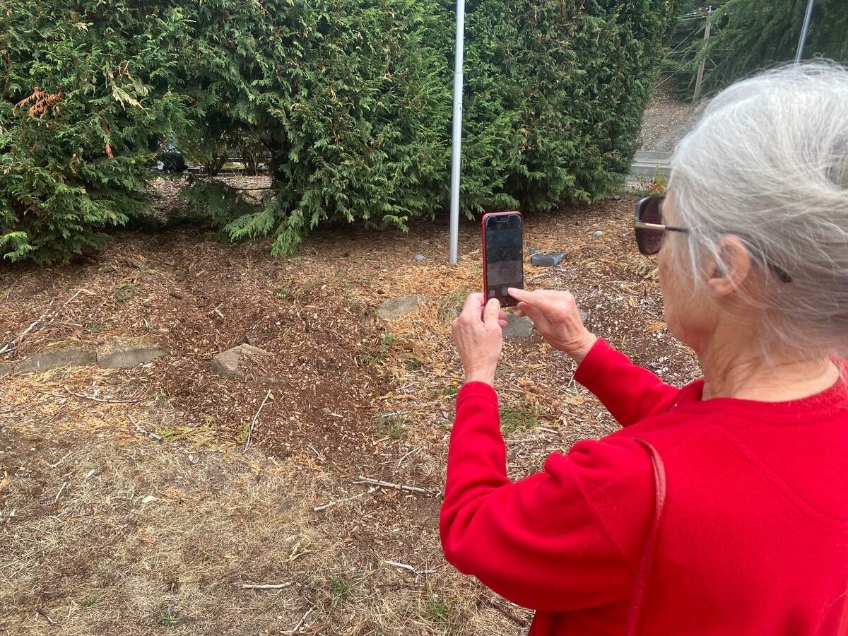 Sherilyn Anderson photographs Thursday, Aug. 31, 2023, where thieves cut a hole in cedars and dragged her husband’s statue.