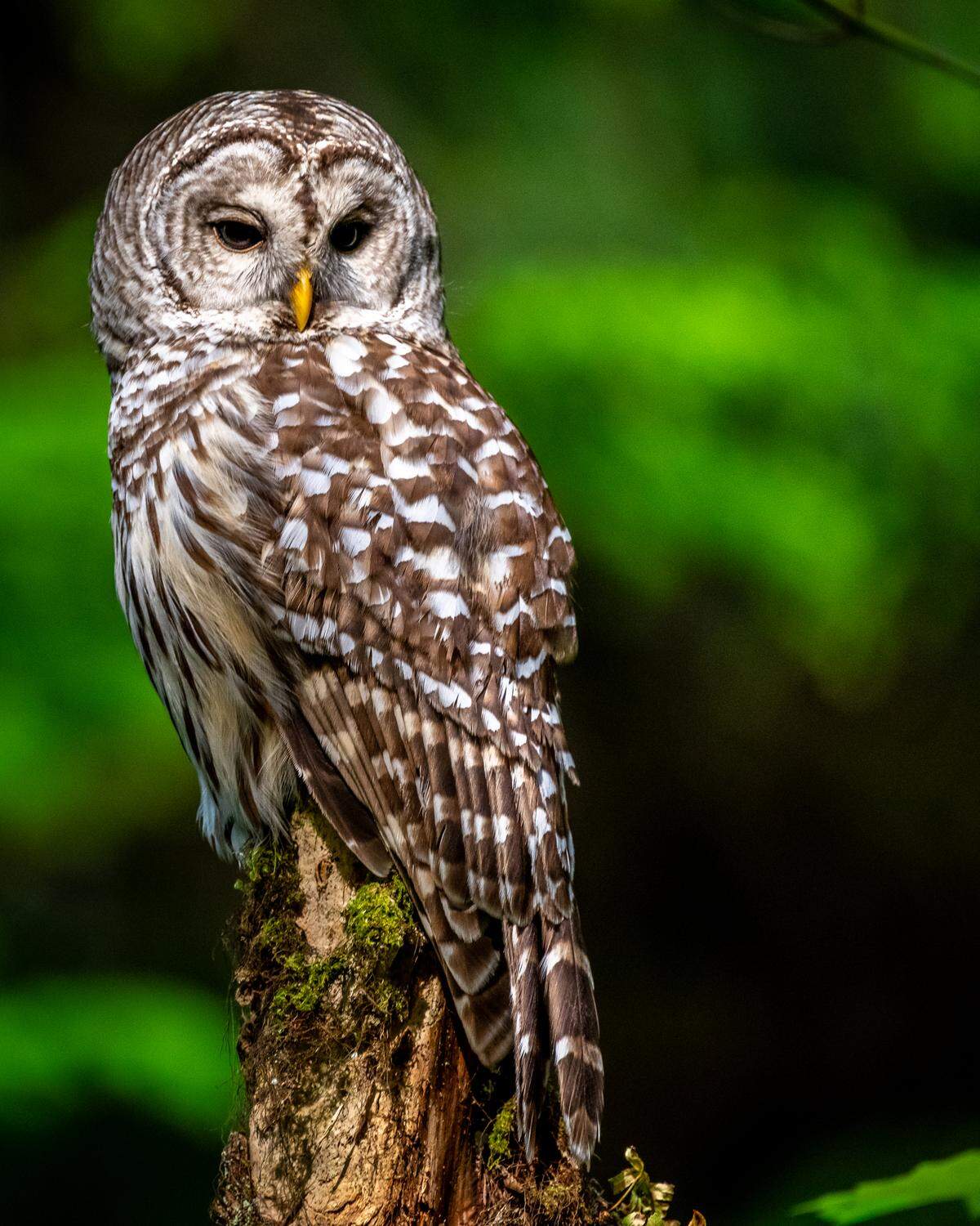A barred owl watches for danger or prey at Point Defiance Park.