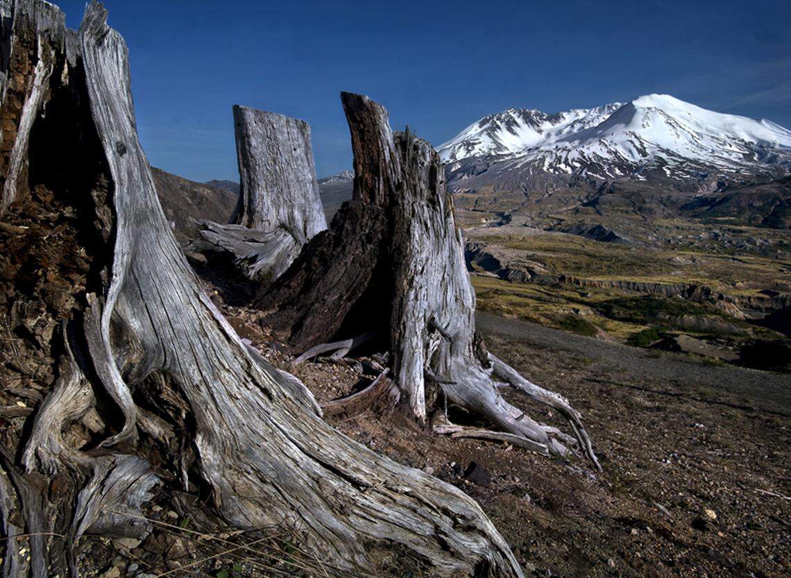 Ravaged and deteriorating stumps at Johnston Ridge Observatory near Mount St. Helens.