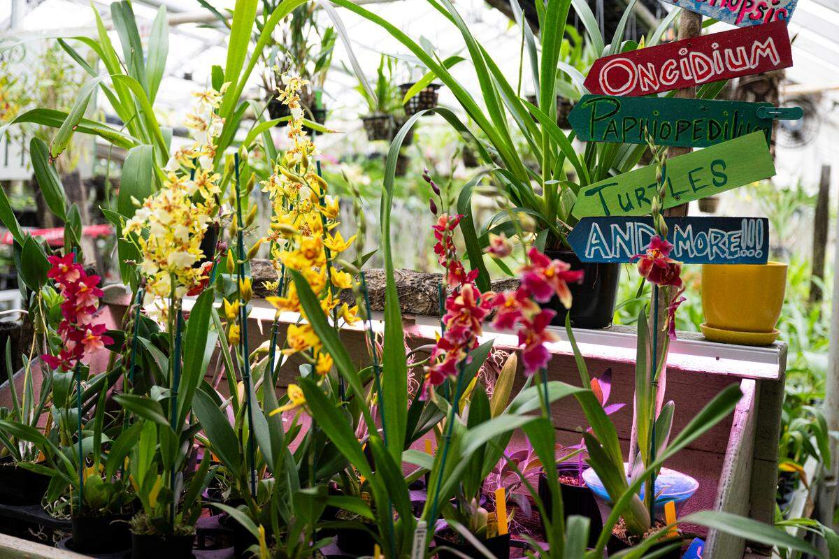 The greenhouse is filled with a variety of orchids, and a couple turtles, at Emerald City Orchids, on Thursday, Feb. 13, 2025, in Tacoma, Wash.