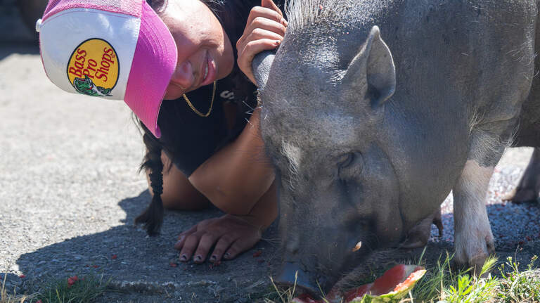 Visit Pumba, South Tacoma’s beloved potbellied pig, before he moves away