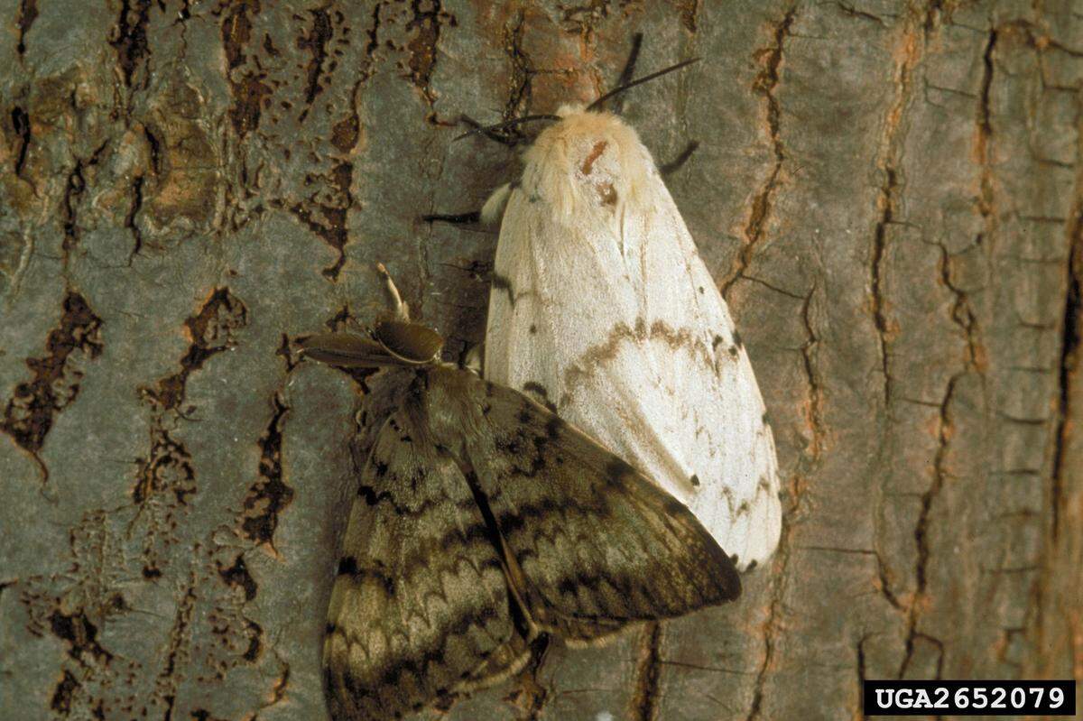 Asian spongy moth
