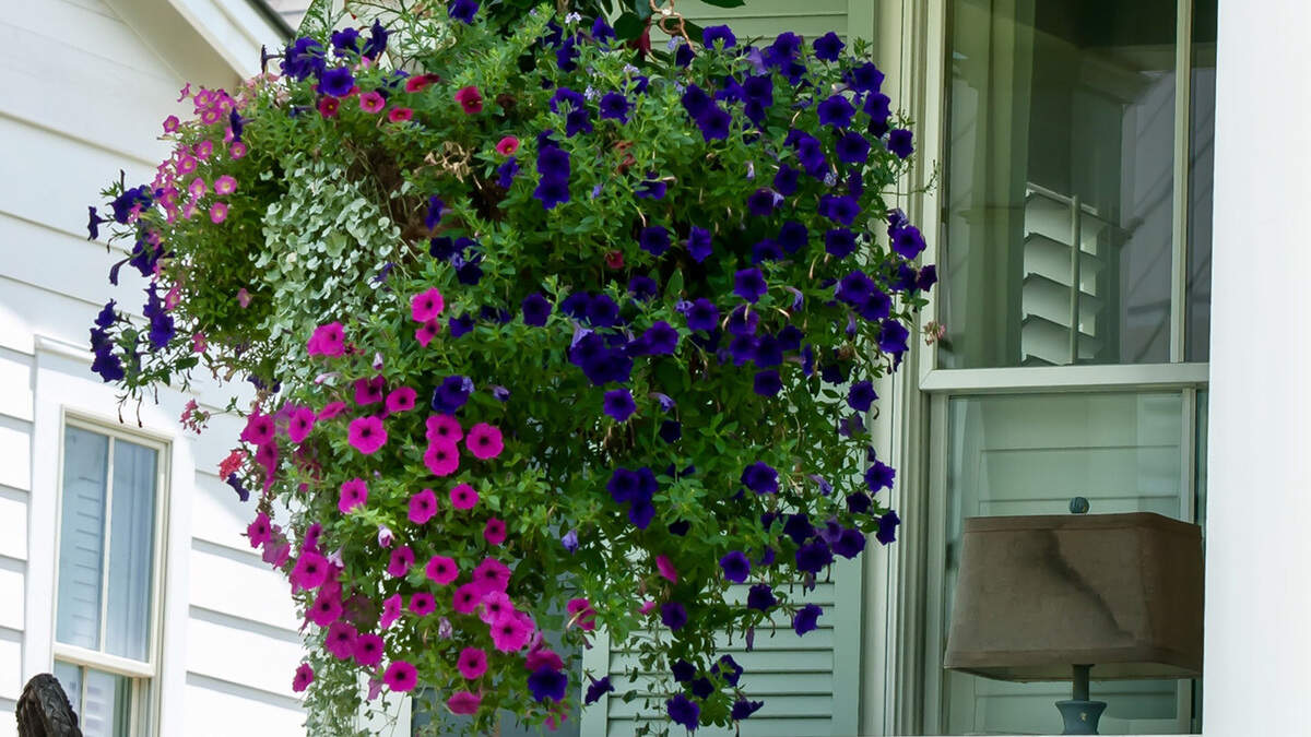 Now’s the time to cut back the plants in your hanging baskets to remove spent flowers and encourage fresh growth. Then fertilize to produce new blooms.