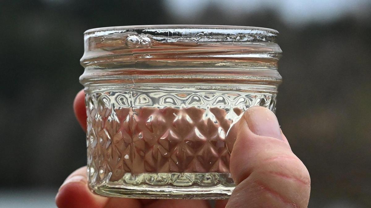 Bigleaf maple sap tastes like water with a few drops of maple syrup added to it. It has only a one percent sugar content before it’s processed into syrup at the Meyer’s Point Environmental Field Station.
