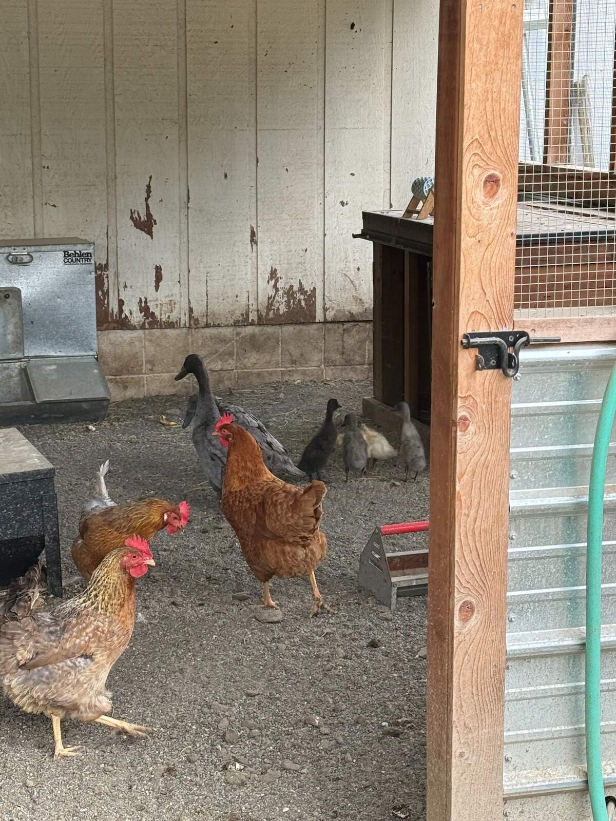 Indian runner ducks mixing with chickens at Janet Thurnher and Jenn Welch’s rescue in Roy.