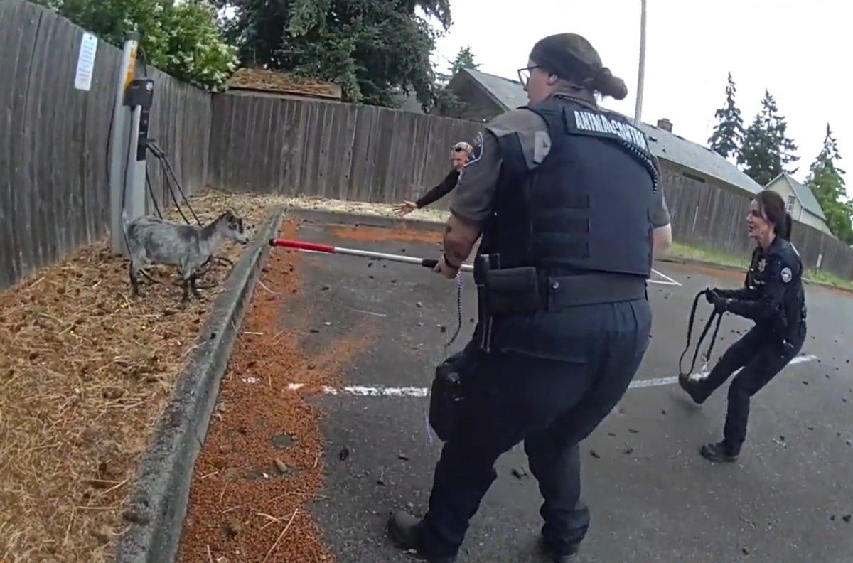 A goat led deputies from the Pierce County Sheriff’s Office on a 20-minute foot chase after weaving in and out of traffic in the area of 22nd Street South and Park Avenue South in Parkland on June 29, 2026.