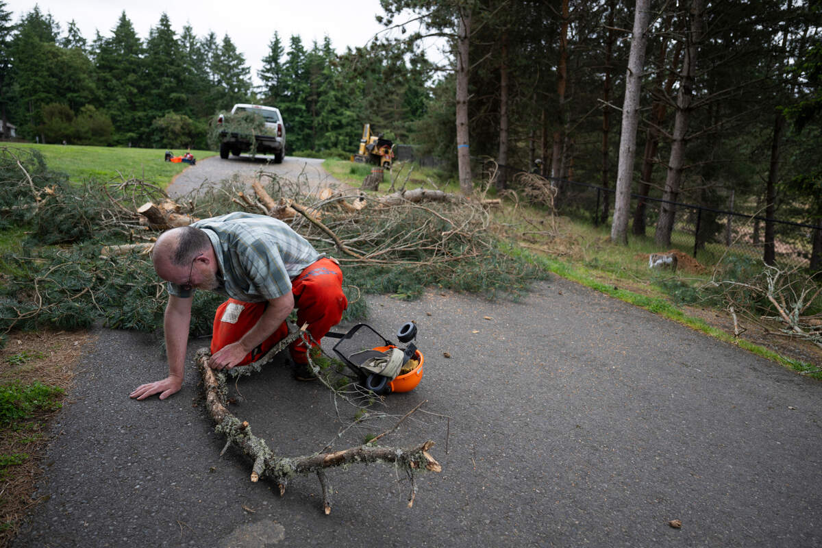 Todd Murray, an entomologist and director of the Puyallup Research and Extension Center at Washington State University, inspects a felled tree for California fivespined ips at Chambers Creek Regional Park on Wednesday, June 4, 2025, in University Place, Wash.