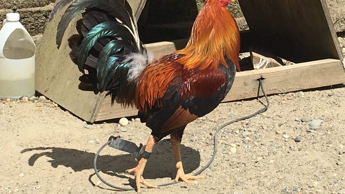 This rooster was one of more than 300 seized when the Washington State Gambling Commission busted a cockfighting ring near Port Orchard.