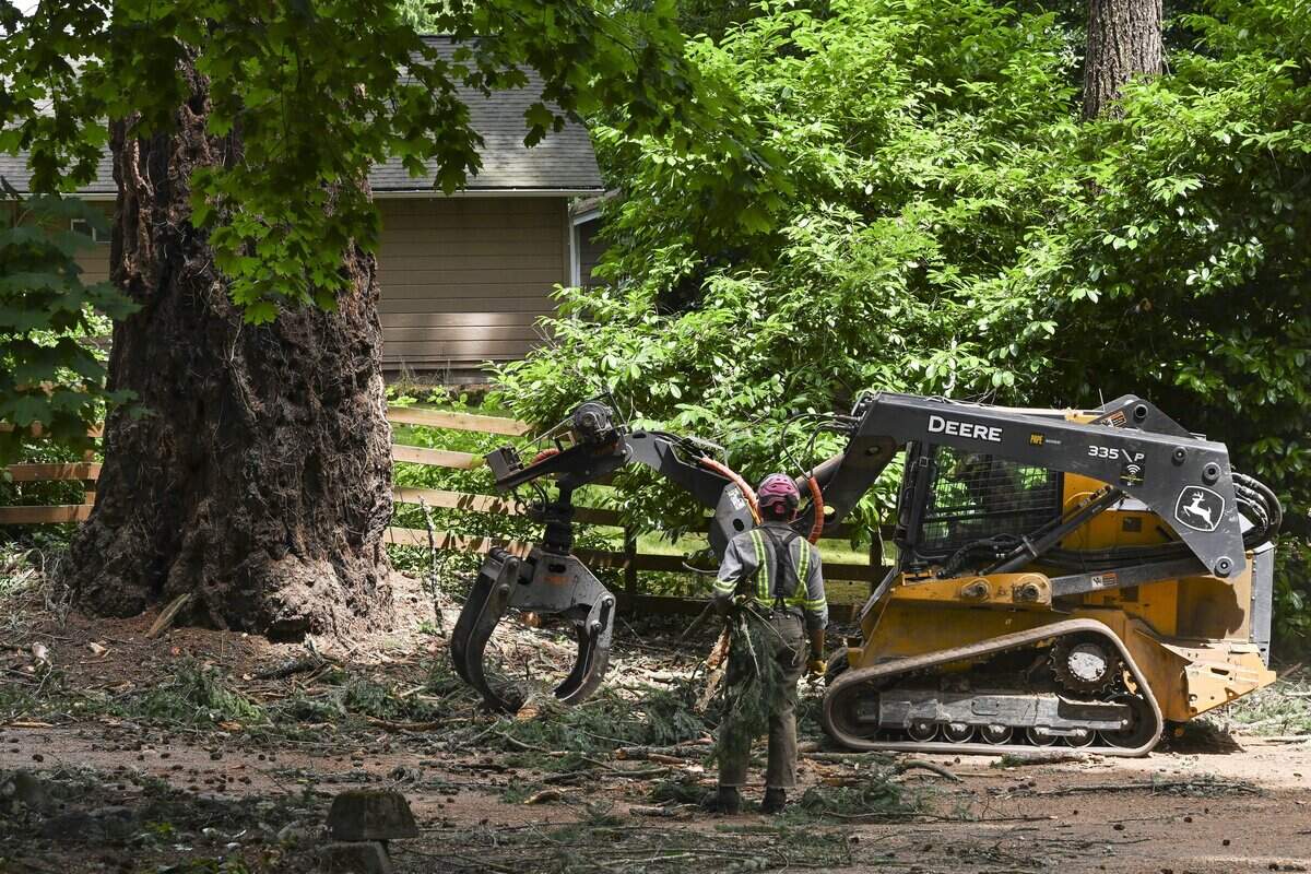 Crew members with Ranger Tree Experts, including Austin Bennett, front, move debris from around the base of a 500-year-old Douglas fir as limbs are cut down from the tree on Tuesday, June 23, 2026, in Lakewood, Wash.