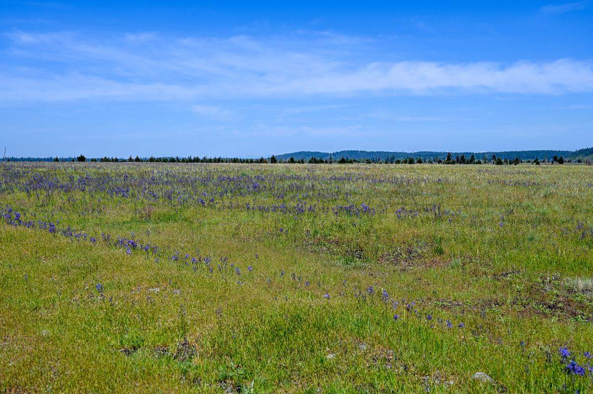 The finest living example of an undeveloped South Sound prairie. Tended to by the Nisqually people for thousands of years.