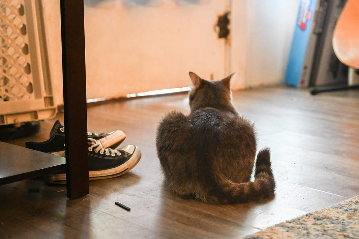 Oakley sits patiently by the door waiting to be let outside on Aug. 20 in Puyallup. Oakley is well known on the Facebook community page Being Neighborly: Puyallup for his habit of stealing shoes and other items from neighbors. Oakley’s owner, Mackenzi Kuhnle, posts in the group to try to return items that Oakley has brought home.