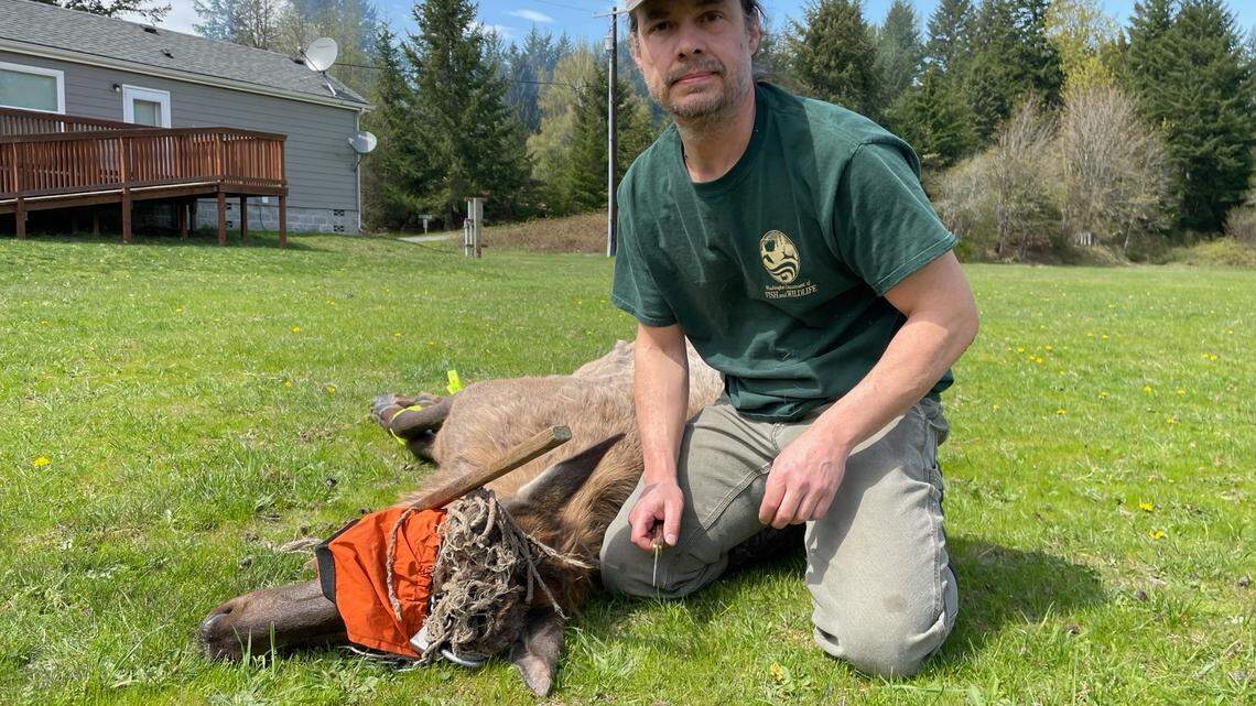 An elk was sedated and freed from a hammock May 2 in Packwood, Washington, wildlife officials said. The animal spent the winter with the hammock stuck around its antlers.