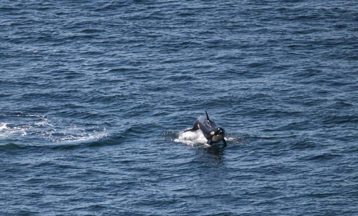 A Southern Resident orca leaps out of the water under the Tacoma Narrows Bridge on Sept. 20, 2025.