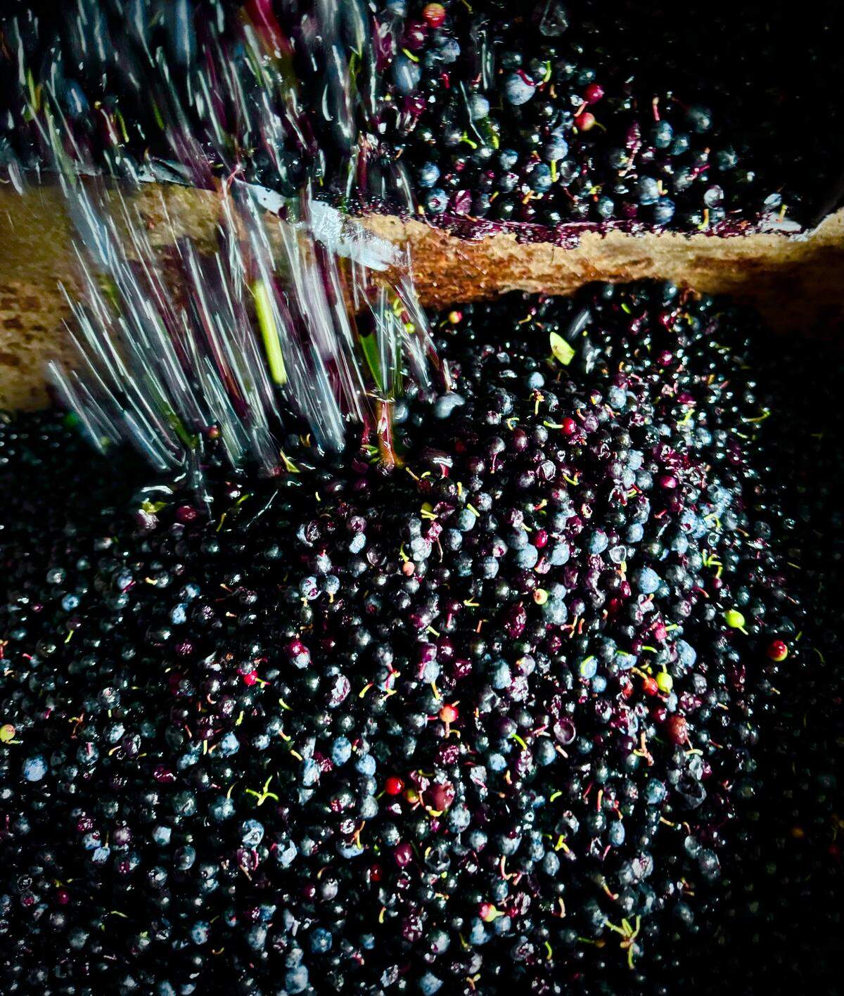Evergreen huckleberries fall from a sorting machine at a Key Center farm.