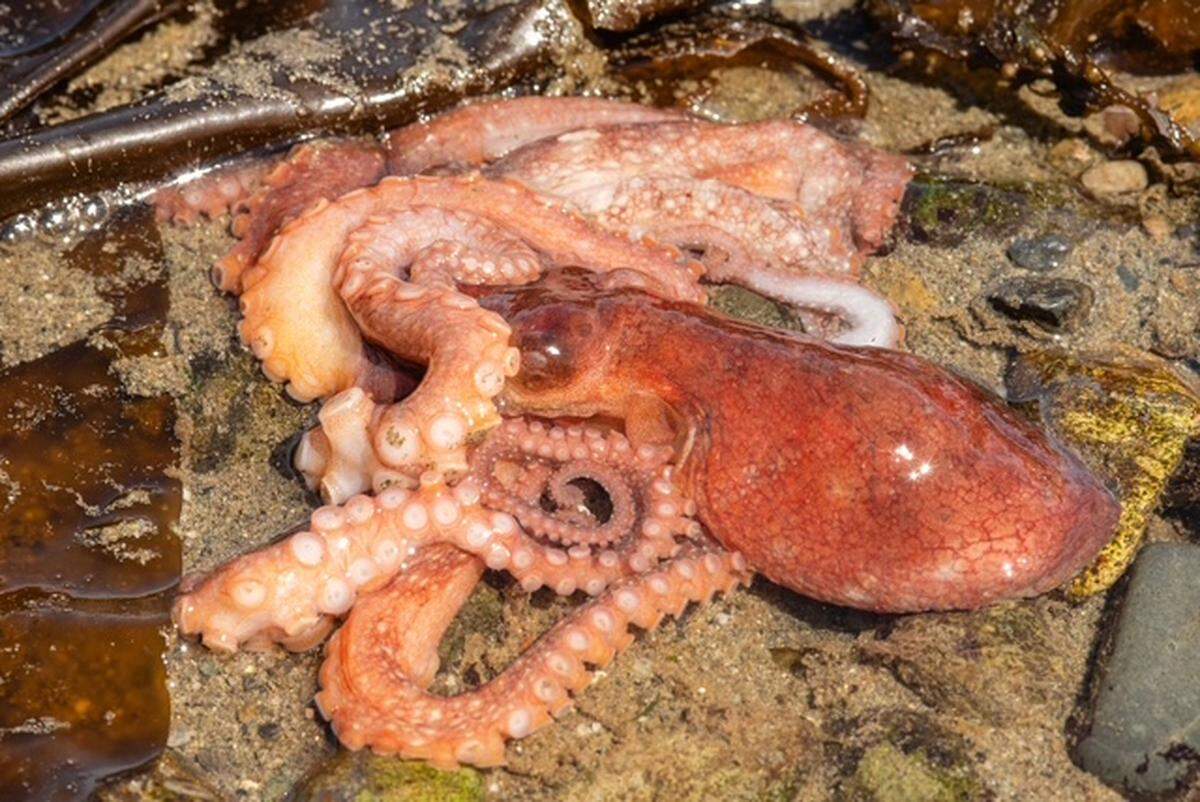 A red octopus at low tide on Monday, May 18 on Owen Beach.