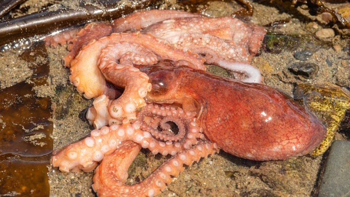 Spring tides expose octopuses in Tacoma. Here’s what to do if you see one