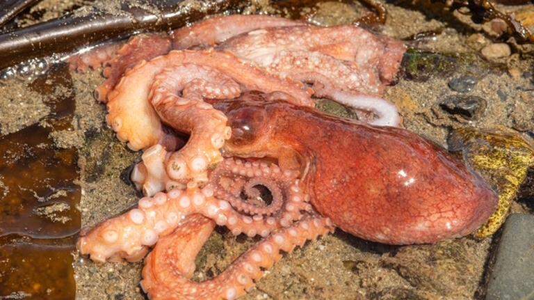 Spring tides expose octopuses in Tacoma. Here’s what to do if you see one