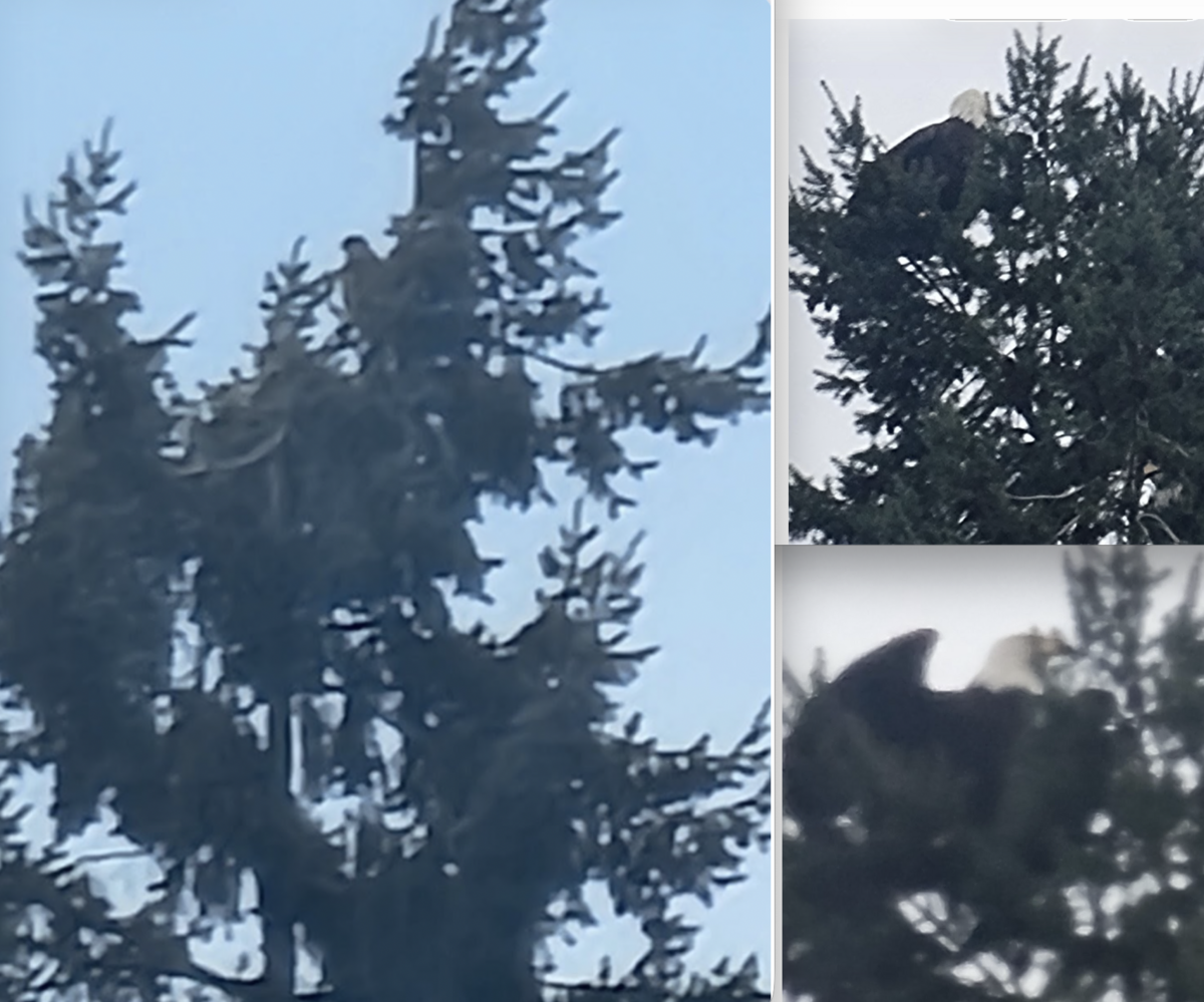 This composite of photos submitted by residents near The Preserve development before logging took place shows what appears to be an eagle among birds in trees at the site.