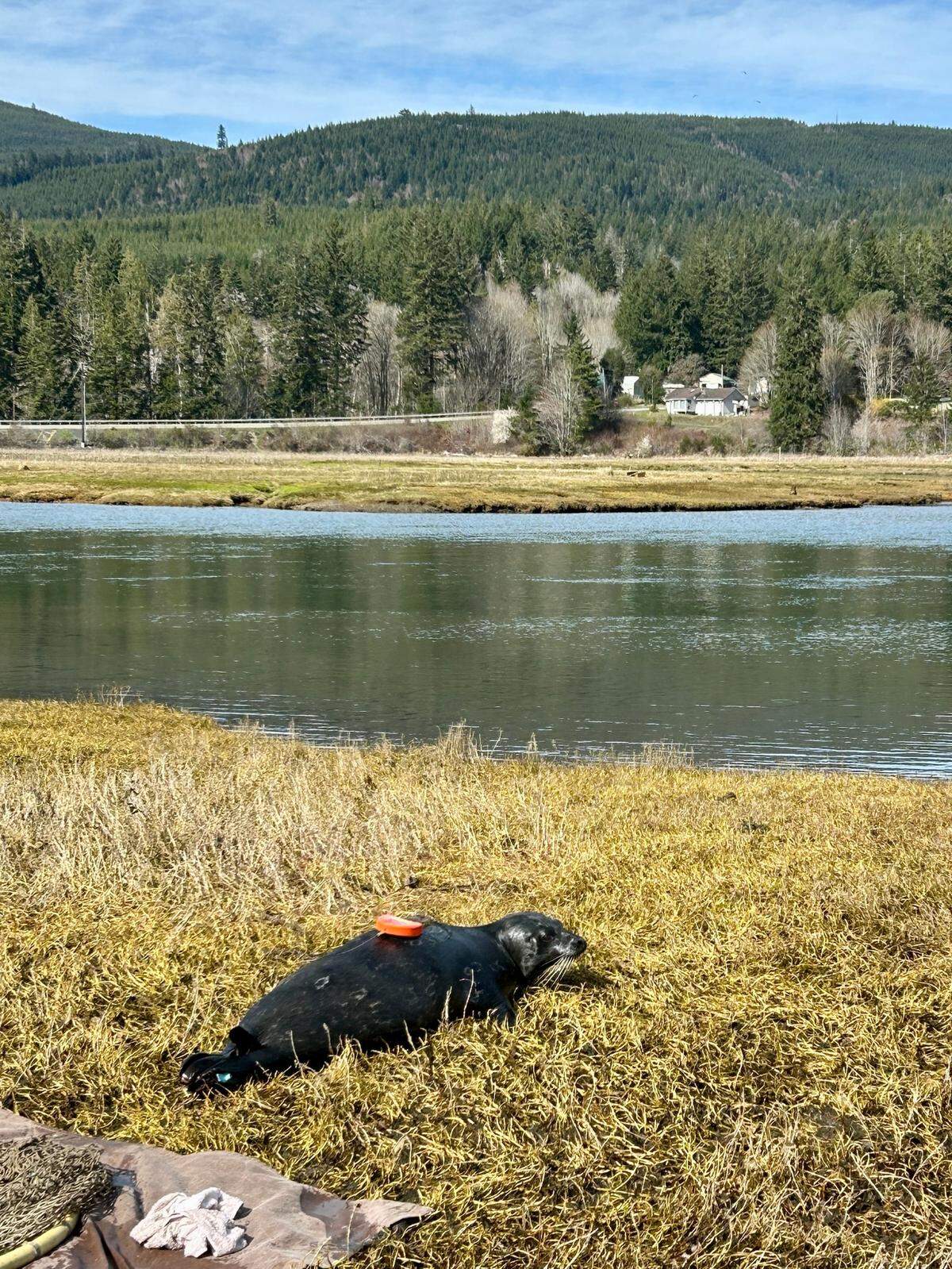 This image shows a harbor seal wearing a data-collecting device at the Duckabush River in Hood Canal.