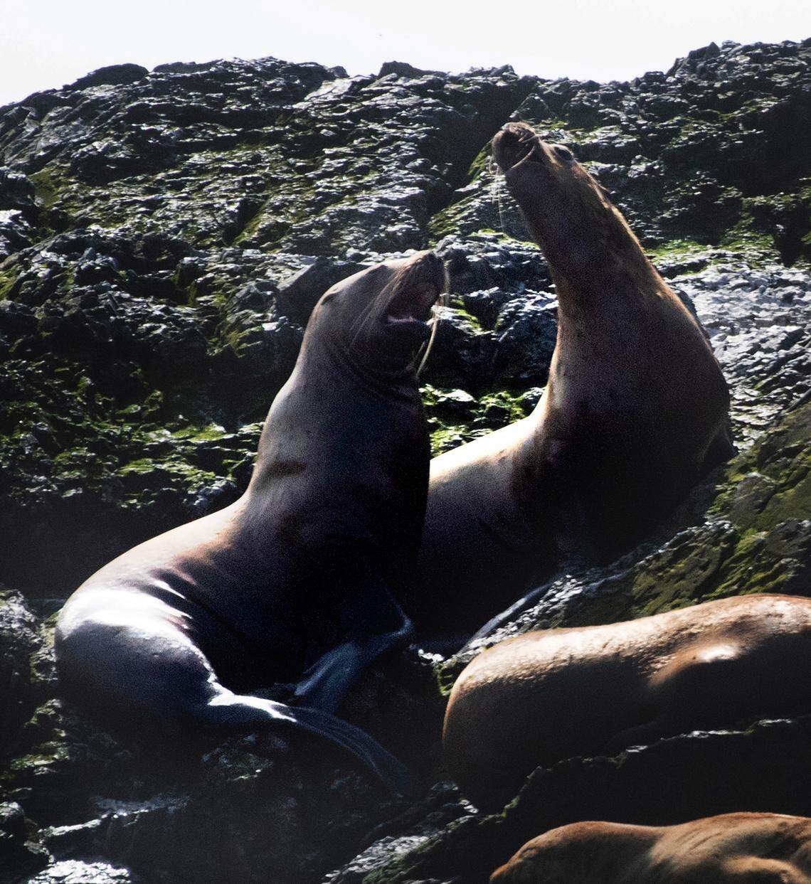 Steller sea lions gather on the Whale Rocks outcroppings southeast of San Juan Island, Washington, on Monday, June 26, 2023.