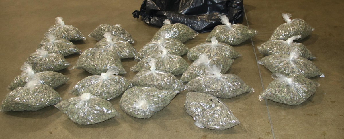 Over 7,000 marijuana plants were seized after the Tacoma Police Department concluded their investigation into an illegal cannabis operation.