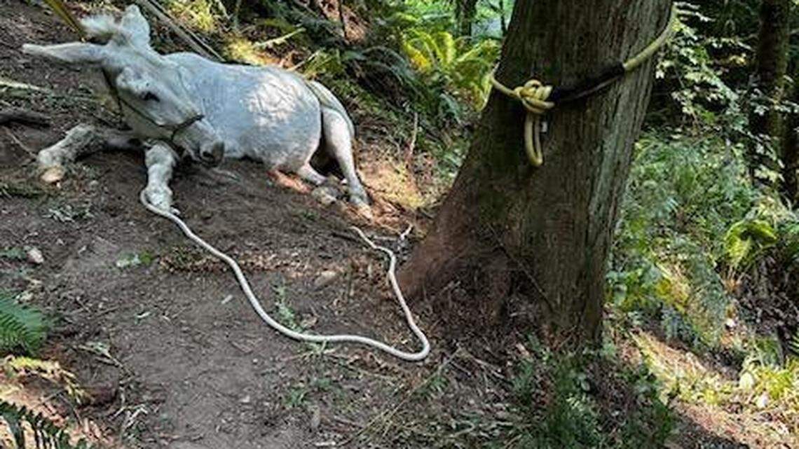 A tired donkey spent hours trying to find a way out from a steep creek on July 13 in Portland, Oregon, rescuers said.