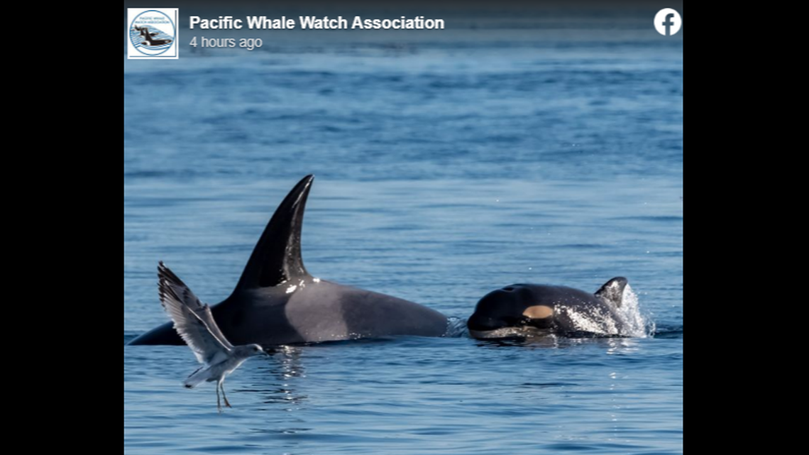 A Bigg’s killer whale calf was spotted on Nov. 12, 2022, in the Trincomali Channel in British Columbia and on Nov. 20 near the San Juan Islands.