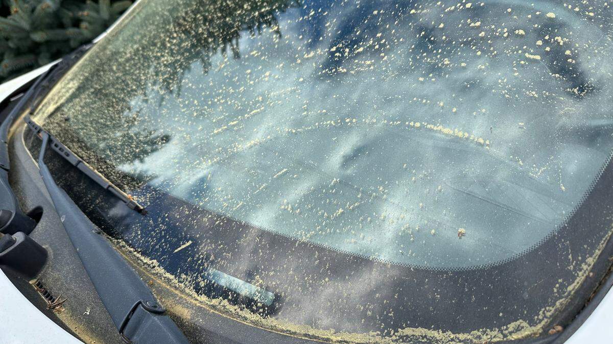Pollen on the Key Peninsula.