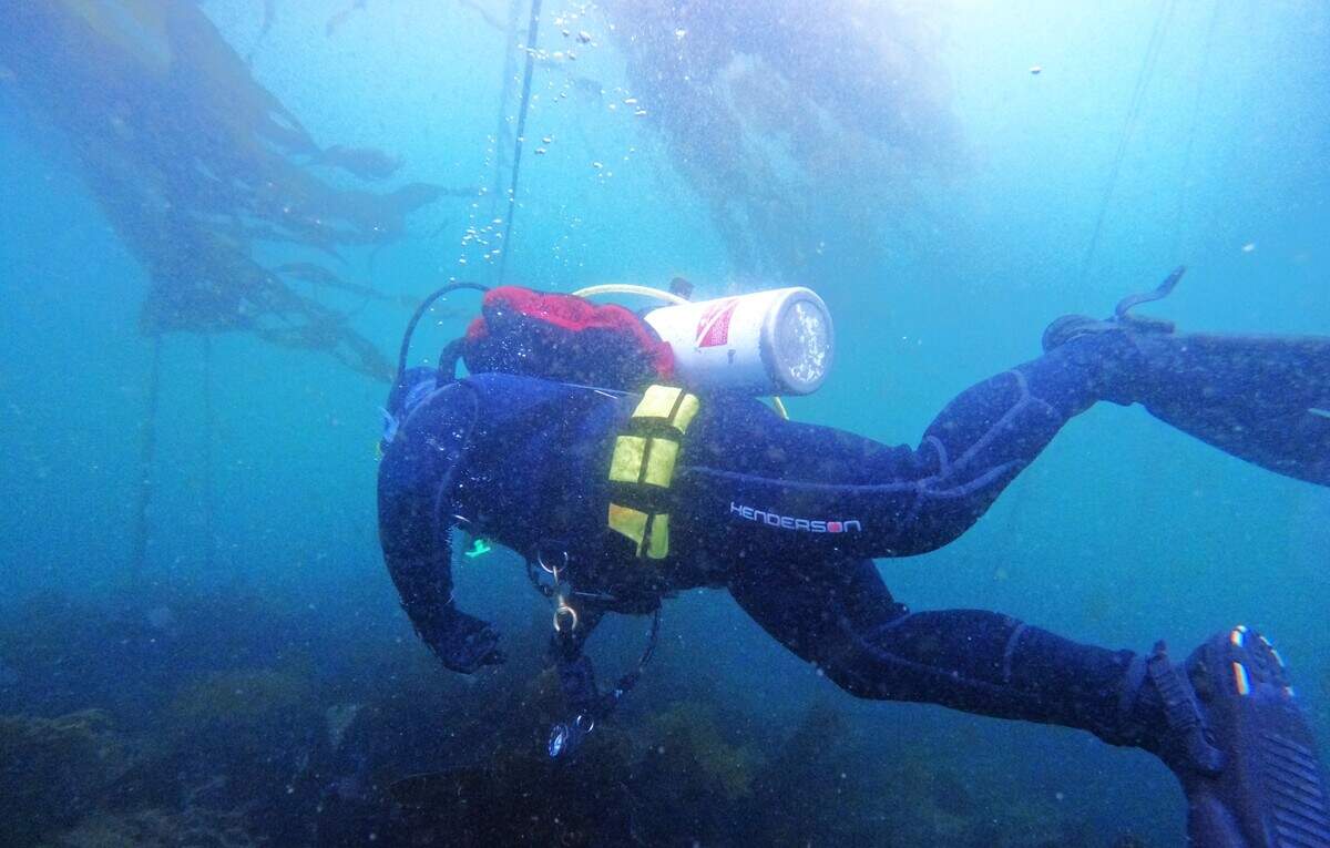 Point Defiance Zoo & Aquarium diver Gavin Wuttken swims through a bull kelp forest.
