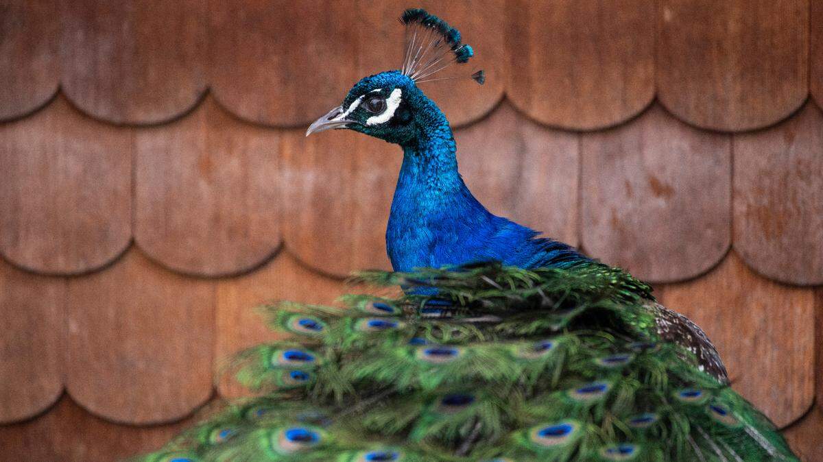 Kevin the peacock was Point Defiance Zoo & Aquarium’s last remaining peafowl. He was euthanized Saturday.