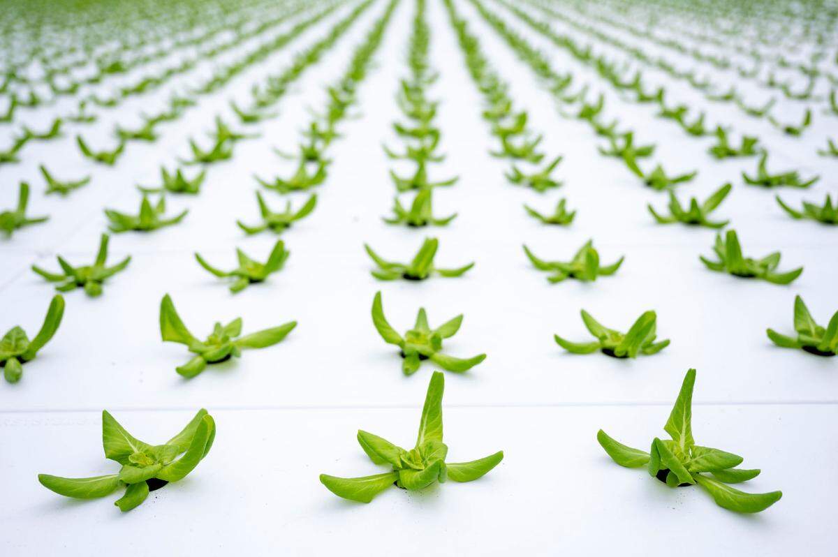 Freshly planted butter leaf lettuce grows above a hydroponic water system and beneath LED lighting at a DeGoede Farms greenhouse in Sumner on Thursday, March 17, 2022.