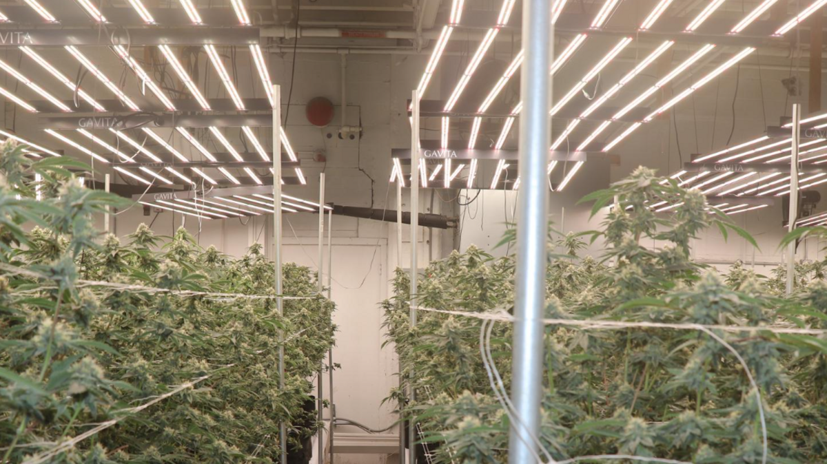Over 7,000 marijuana plants were seized after the Tacoma Police Department concluded their investigation into an illegal cannabis operation.