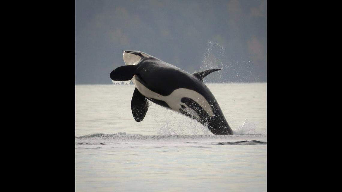 Martin said a crowd was gathered to catch a glimpse of the sea creatures.
