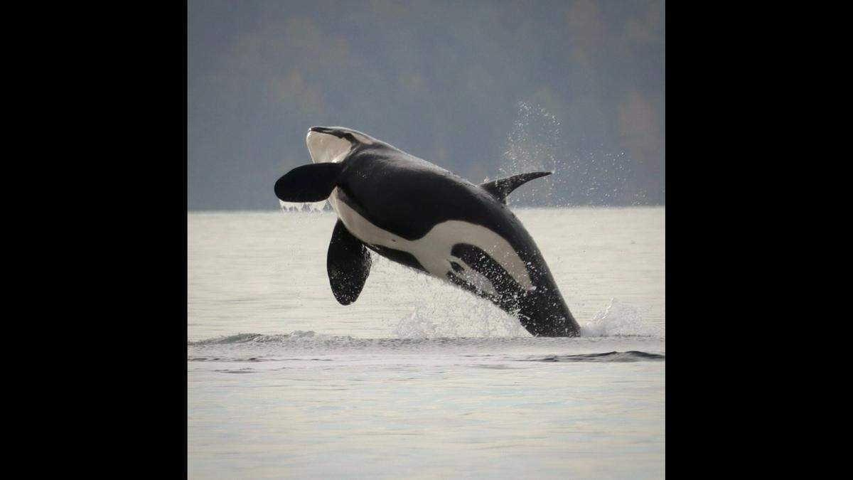 Martin said a crowd was gathered to catch a glimpse of the sea creatures.