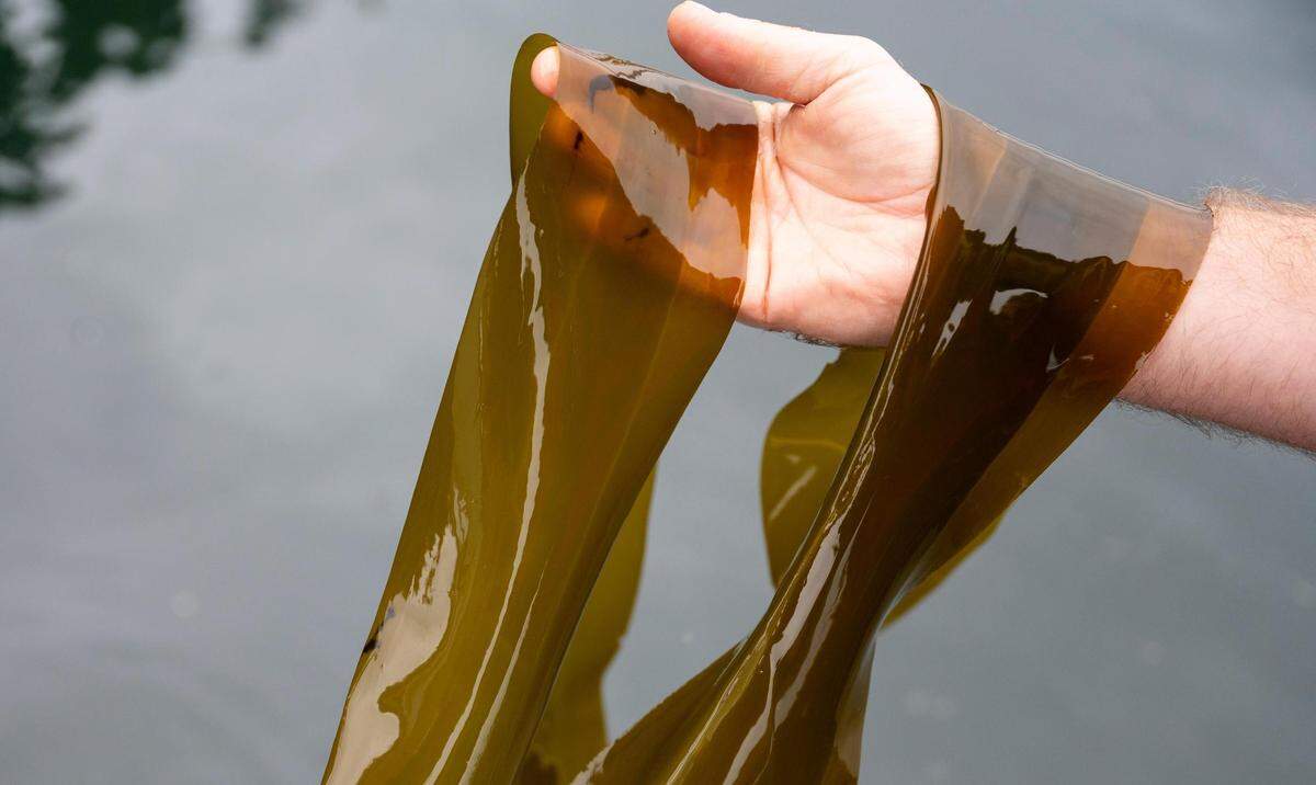 Adam Schare, assistant dive safety officer, shows the kelp a team is surveying in Puget Sound near Tacoma’s Owen Beach Monday, July 24, 2023.