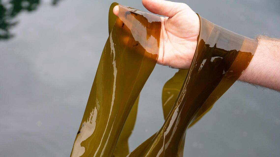You can be fined for taking seaweed from the water in WA. Here are the rules