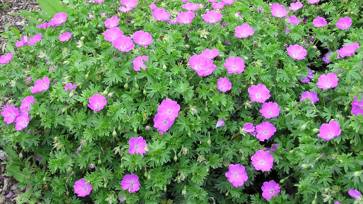If you want to overwinter geraniums or other plants that sometimes survive winter, remember rain causes root rot and death more often than low temperatures.