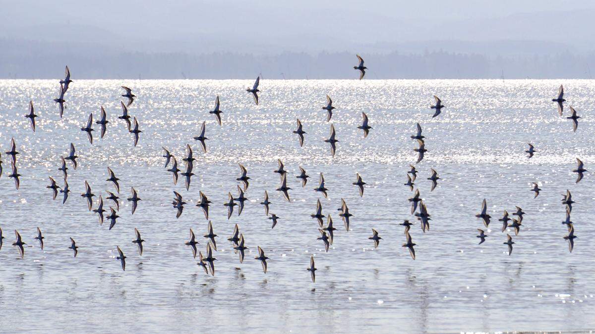 Shorebirds near Leadbetter Point at Willapa National Wildlife Refuge, April 24, 2022.