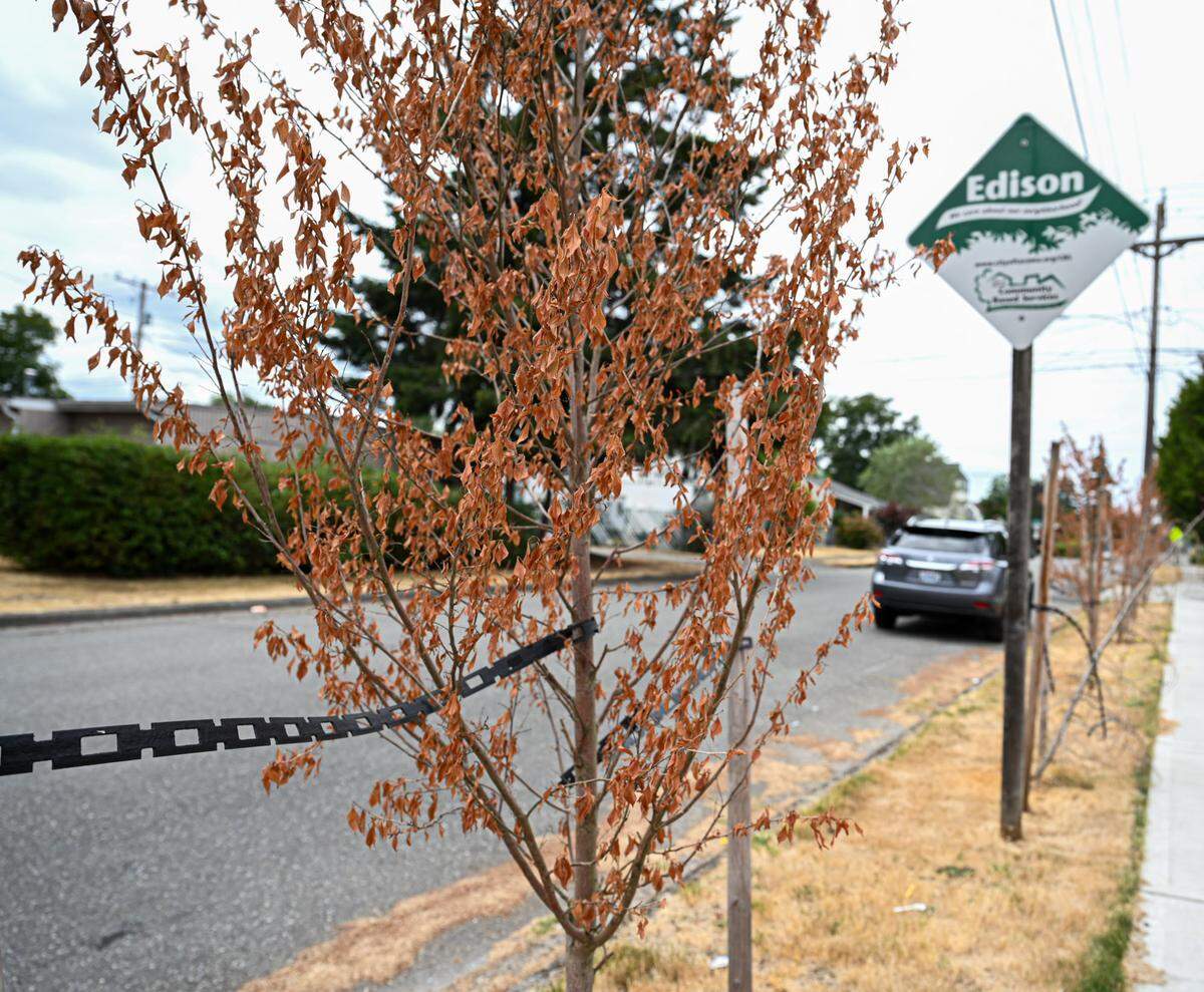 Trees sit dead along South 60th Street near the corner of South Oakes Street on Tuesday, Aug. 13, 2024 in South Tacoma.