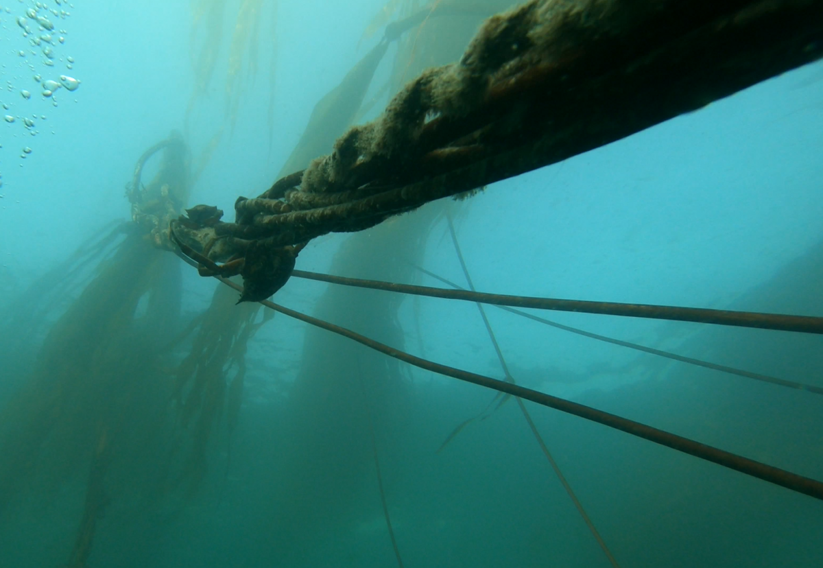 Bull kelp reaches for the ocean surface at Foul Weather Bluff survey site.