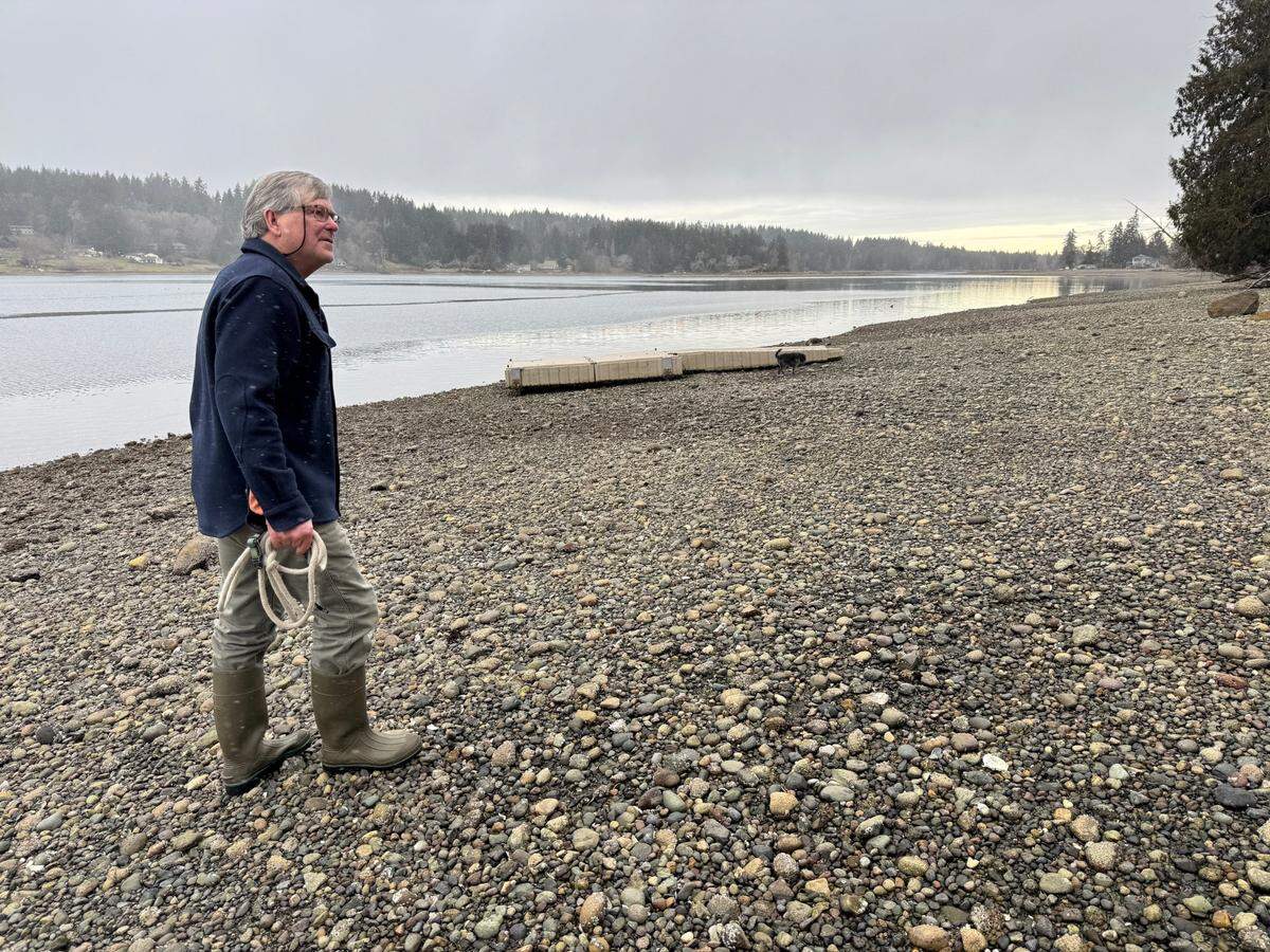 Burley Lagoon resident Bruce Morse, who participated in discussions with Taylor Shellfish Company to agree on a settlement regarding a proposed geoduck farm, walks the shoreline outside his home on Thursday, Feb. 13, 2025 along Burley Lagoon.