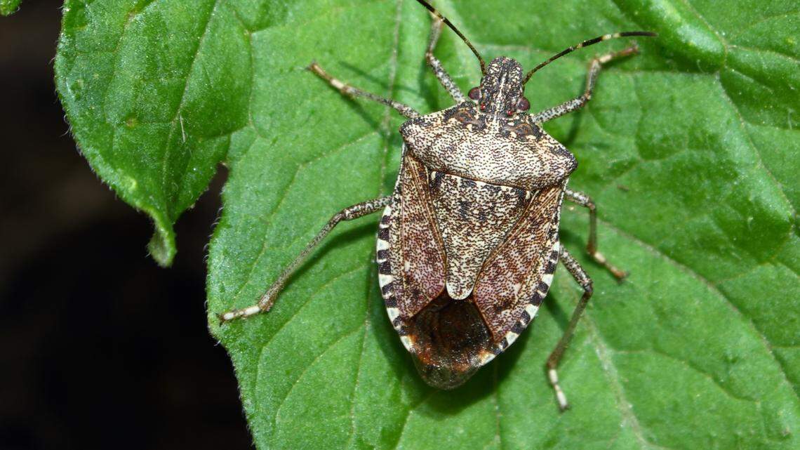 Invasive stink bugs in WA, how to repel the smelly bugs and get them out of your home